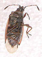 Image of Birch Catkin Bug