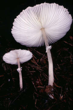 Image of Leucocoprinus brebissonii (Godey) Locq. 1943