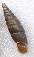 Image of Cochlodina laminata (Montagu 1803)