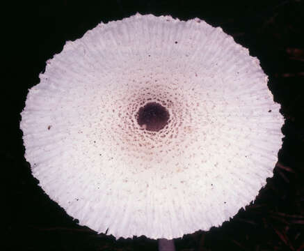 Image of Leucocoprinus brebissonii (Godey) Locq. 1943
