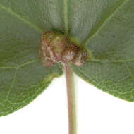 Image de <i>Aceria macrochela</i>