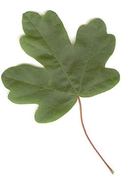 Image of Field Maple