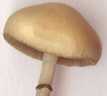 Image of Agrocybe paludosa (J. E. Lange) Kühner & Romagn. ex Bon 1987