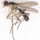 Image of Scathophagidae