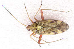 Image of Striped Oak Bug