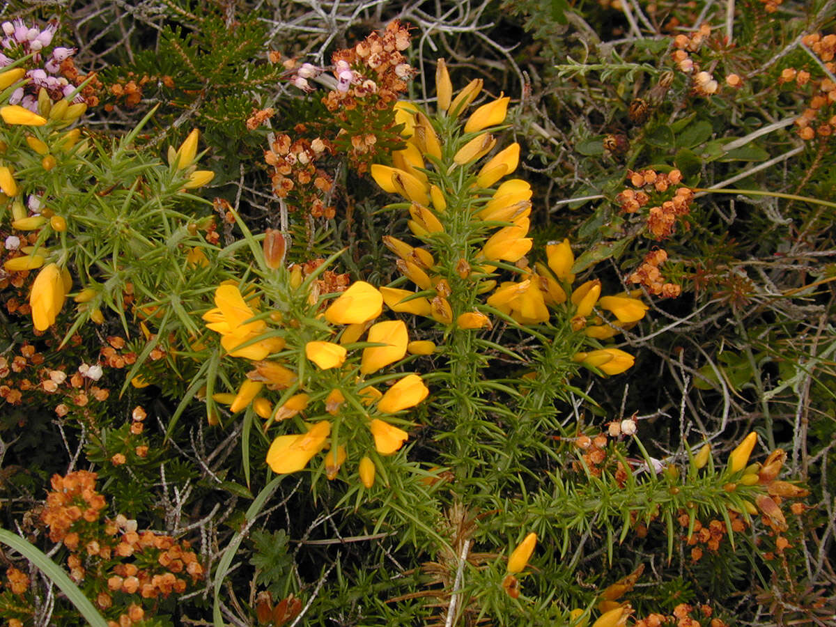 Imagem de Ulex gallii Planch.