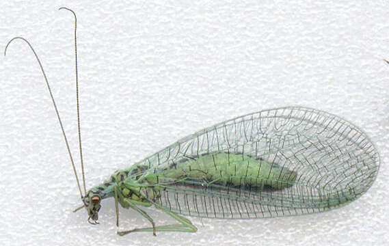 Image of Green lacewing