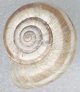 Image of Heath Snail