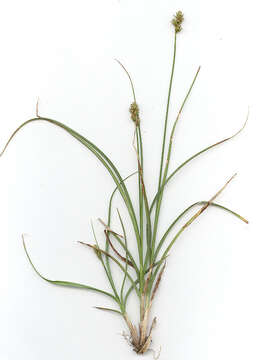Image of Carex pairae F. W. Schultz