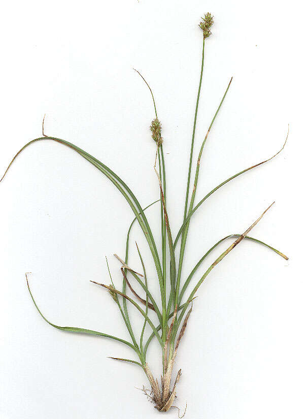 Image of Carex pairae F. W. Schultz