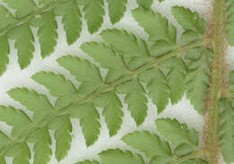 Image of Soft Shield Fern