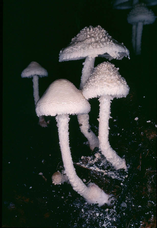 Image of Cystolepiota adulterina (F. H. Møller) Bon 1976