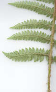 Image of Soft Shield Fern