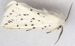 Image of white ermine