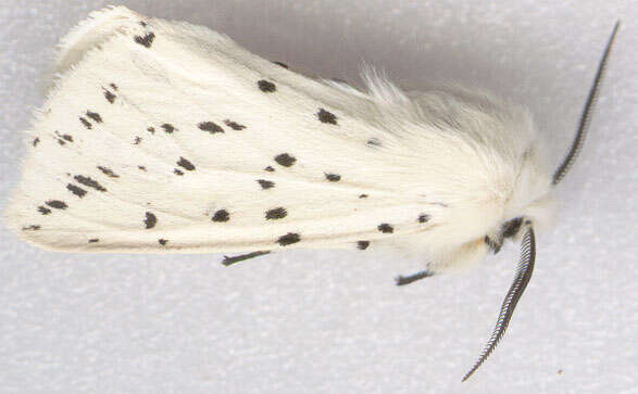 صورة Spilosoma lubricipeda Linnaeus 1758