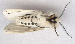 Image of white ermine