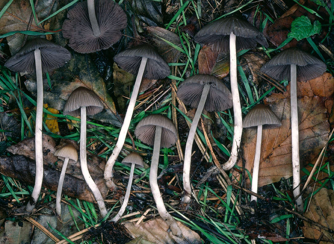 Image of Coprinellus impatiens (Fr.) J. E. Lange 1938