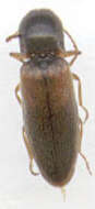 Image of Agriotes pallidulus