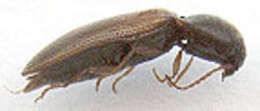 Image of Agriotes pallidulus