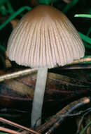 Image of Coprinellus impatiens (Fr.) J. E. Lange 1938