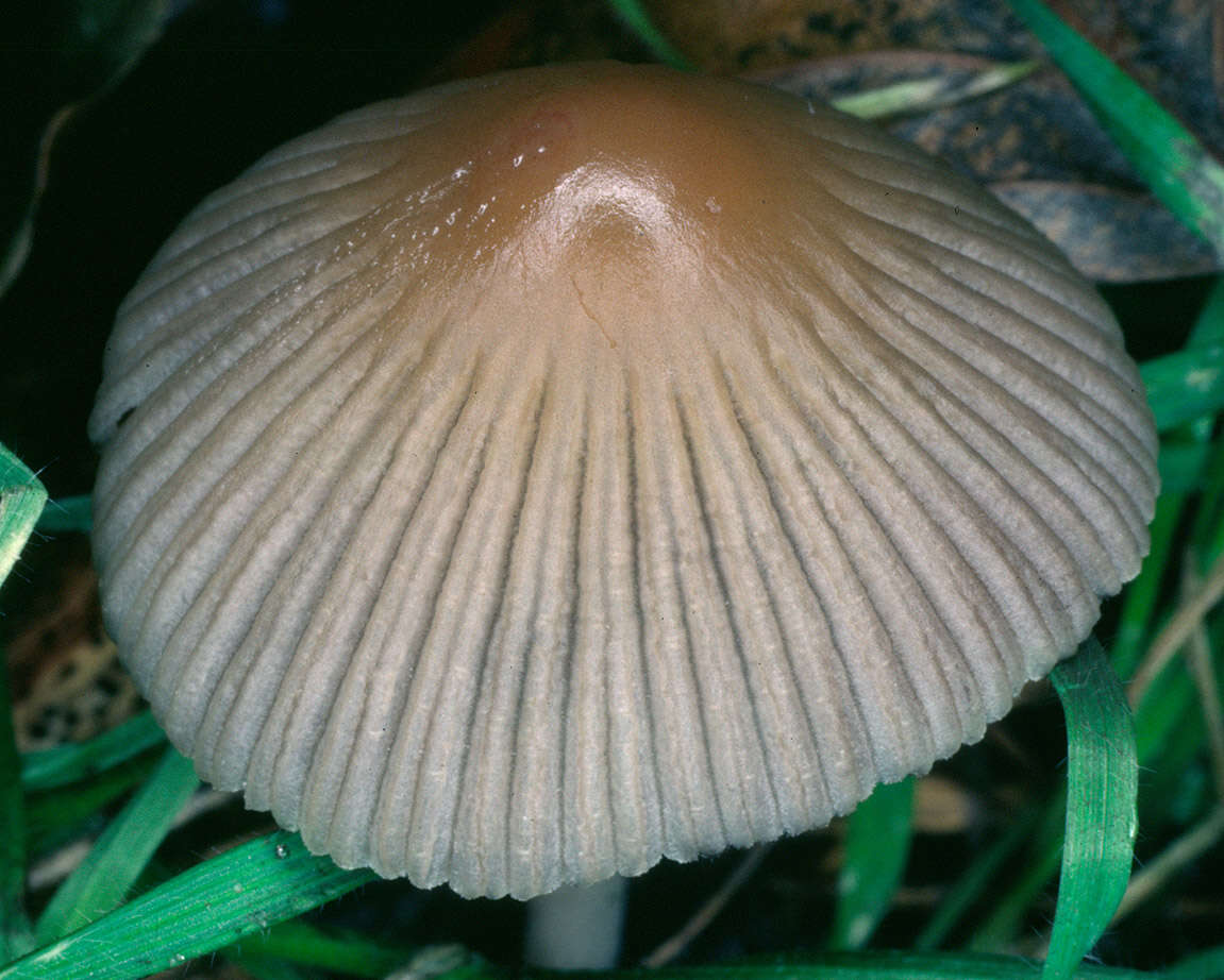 Image of Coprinellus impatiens (Fr.) J. E. Lange 1938