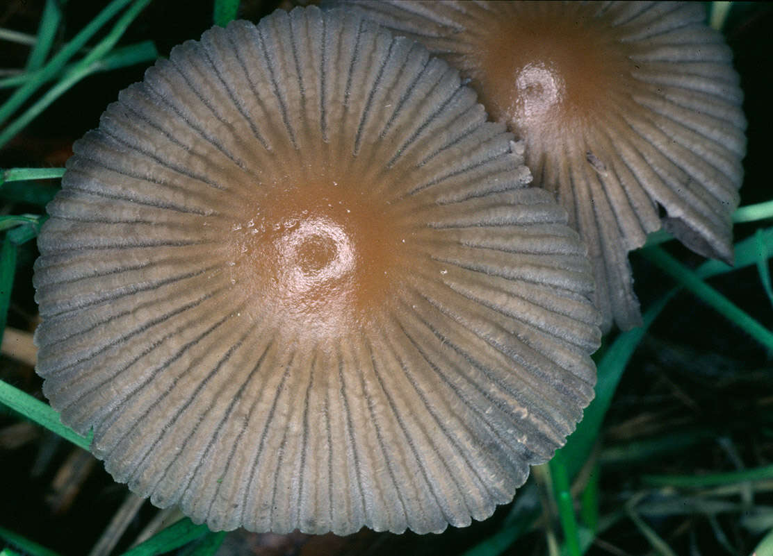 Image of Coprinellus impatiens (Fr.) J. E. Lange 1938