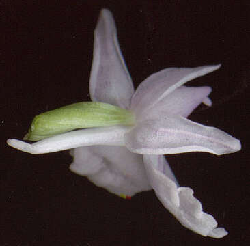 Image de Dactylorhiza maculata subsp. ericetorum (E. F. Linton) P. F. Hunt & Summerh.