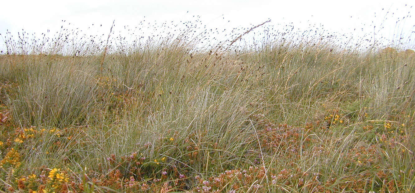 Image of Black Bog-rush