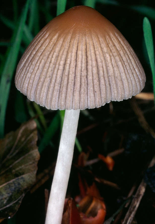 Image of Coprinellus impatiens (Fr.) J. E. Lange 1938