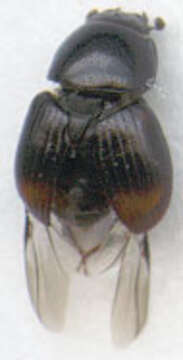 Image of Otophorus