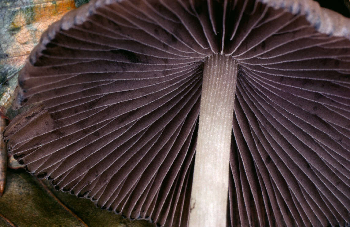 Image of Coprinellus impatiens (Fr.) J. E. Lange 1938