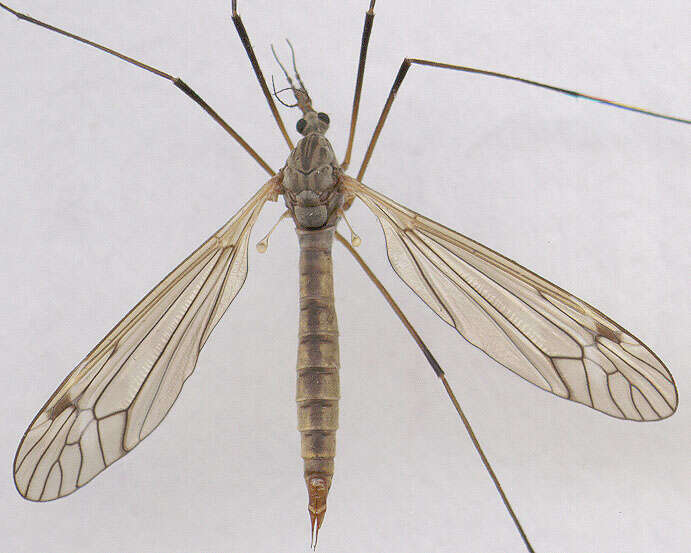 Image of Tipula (Pterelachisus) pabulina Meigen 1818