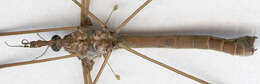 Image of Tipula (Acutipula) maxima Poda 1761