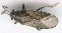 Image of Nettle Ground Bug