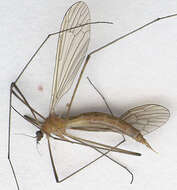 Image of Pseudolimnophila