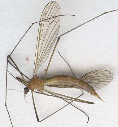Image of Pseudolimnophila