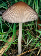 Image of Coprinellus impatiens (Fr.) J. E. Lange 1938