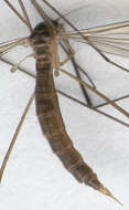 Image of Pseudolimnophila