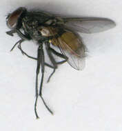 Image of Face Fly