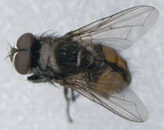 Image of Face Fly