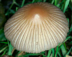 Image of Coprinellus impatiens (Fr.) J. E. Lange 1938