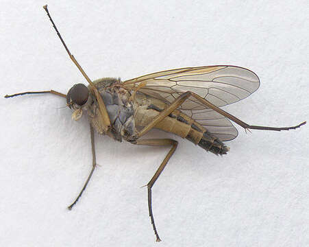 Image of Marsh Snipe fly