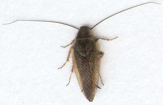 Image of dusky cockroach
