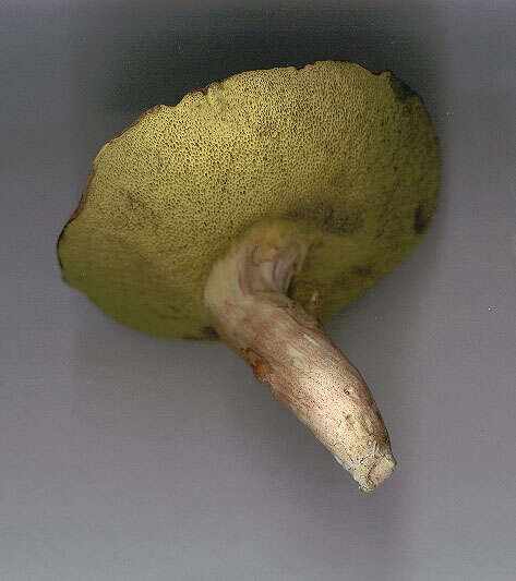 Image of Boletus subtomentosus L. 1753