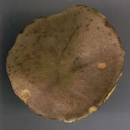 Image of Boletus subtomentosus L. 1753