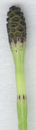 Image of Marsh Horsetail