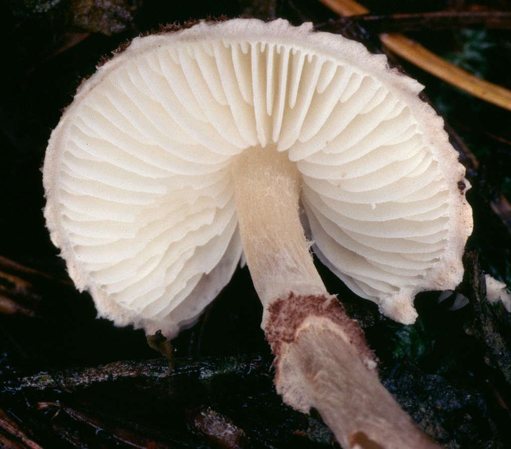 Слика од Lepiota felina (Pers.) P. Karst. 1879