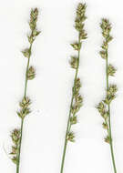 Image de <i>Carex <i>divulsa</i></i> subsp. divulsa