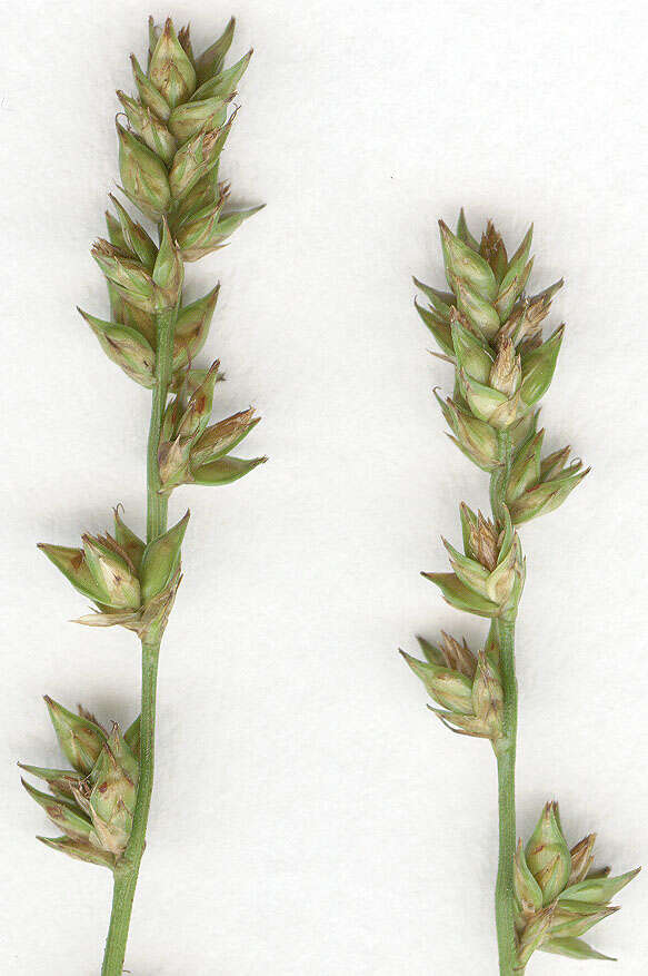 Image of <i>Carex <i>divulsa</i></i> subsp. divulsa