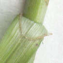 Image of <i>Carex <i>divulsa</i></i> subsp. divulsa